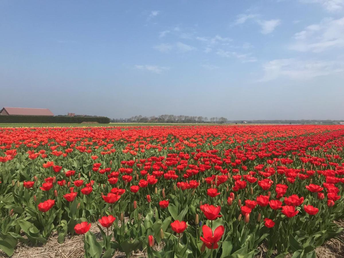 Vakantiehuis Achter De Duinen Castricum Exteriér fotografie